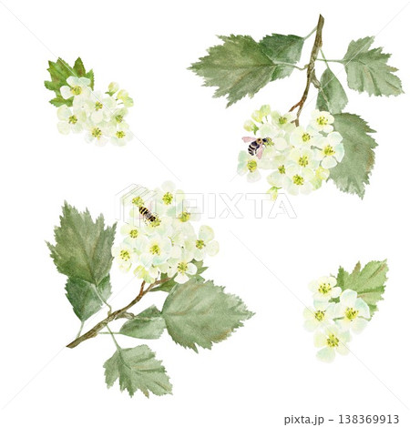 Seamless pattern of branches with white barberry flowers and leaves and bees. Hand-drawn watercolor illustration on an isolated background. Botanical clip art for textiles, wrapping paper, and design. 138369913