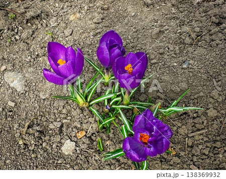 purple crocuses in the garden purple crocuses in the garden 138369932