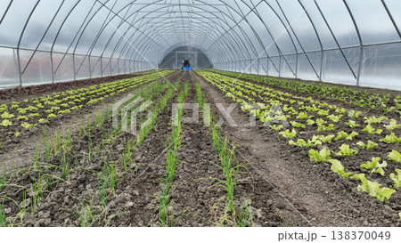 Farmland greenhouse farm bio onion allium cepa bulb lettuce oak Lactuca sativa kohlrabi cabbage brassica oleracea german turnip or common leafy green agriculture ecological vegetable planted row Farmland greenhouse farm bio onion allium cepa bulb lettuce oak Lactuca sativa kohlrabi cabbage brassica oleracea german turnip or common leafy green agriculture ecological vegetable planted row 138370049