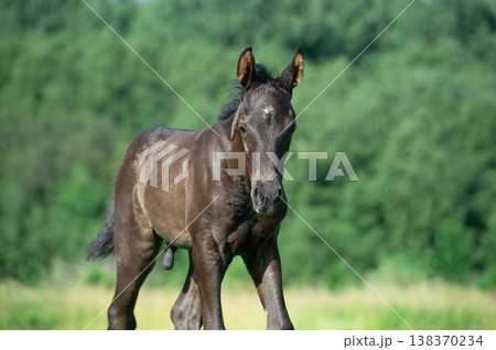 black foal of sportive breed walking in meadow black foal of sportive breed walking in meadow 138370234