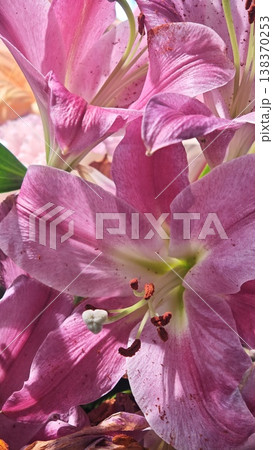 Close-up of pink lilies displaying intricate petal details and vibrant colors, highlighting the natural beauty of flowers in a floral arrangement 138370253