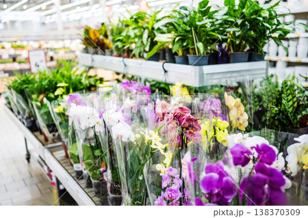 Yellow And Purple Live Orchids For Sale In Flower Market 138370309