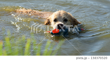Golden Retriever Dog Swimming In River Golden Retriever Dog Swimming In River 138370320