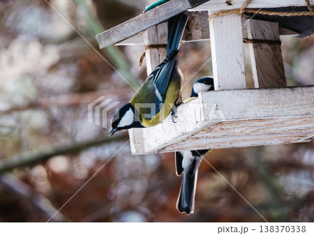 Blue And Great Tits Flying In To Eat Food From Bird Feeder Blue And Great Tits Flying In To Eat Food From Bird Feeder 138370338