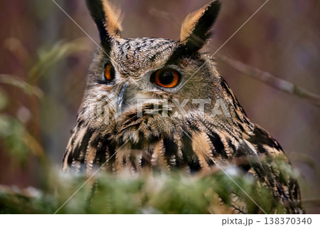 Long-Eared Owl Close-Up Portrait, Big Orange Eyes Staring At Cam Long-Eared Owl Close-Up Portrait, Big Orange Eyes Staring At Cam 138370340