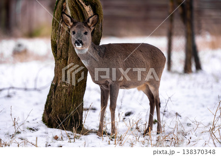 European Roe Deer In Winter Forest Near A Tree European Roe Deer In Winter Forest Near A Tree 138370348