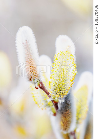家の周りの草花　四季の色々　里山の水辺に早春の朝日を浴びて輝く　そうしゅう 138370436