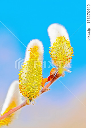 家の周りの草花 四季の色々 里山の水辺に早春の朝日を浴びて輝く そうしゅう 家の周りの草花 四季の色々 里山の水辺に早春の朝日を浴びて輝く そうしゅう 138370440