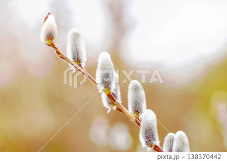 家の周りの草花 四季の色々 里山の水辺に早春の朝日を浴びて輝く そうしゅう 家の周りの草花 四季の色々 里山の水辺に早春の朝日を浴びて輝く そうしゅう 138370442