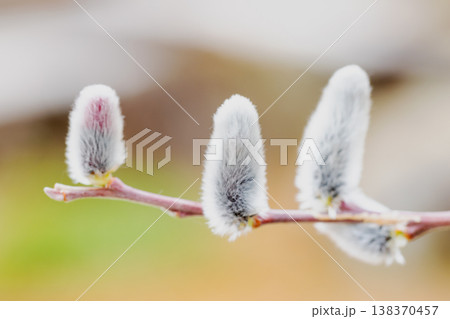 家の周りの草花 四季の色々 里山の水辺に早春の朝日を浴びて輝く そうしゅう 家の周りの草花 四季の色々 里山の水辺に早春の朝日を浴びて輝く そうしゅう 138370457