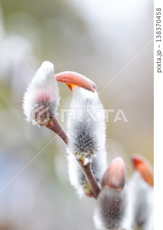 家の周りの草花　四季の色々　里山の水辺に早春の朝日を浴びて輝く　そうしゅう 138370458