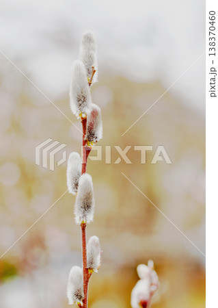 家の周りの草花 四季の色々 里山の水辺に早春の朝日を浴びて輝く そうしゅう 家の周りの草花 四季の色々 里山の水辺に早春の朝日を浴びて輝く そうしゅう 138370460
