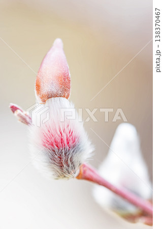 家の周りの草花 四季の色々 里山の水辺に早春の朝日を浴びて輝く そうしゅう 家の周りの草花 四季の色々 里山の水辺に早春の朝日を浴びて輝く そうしゅう 138370467