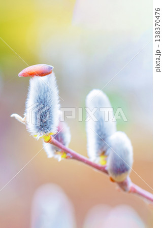 家の周りの草花 四季の色々 里山の水辺に早春の朝日を浴びて輝く そうしゅう 家の周りの草花 四季の色々 里山の水辺に早春の朝日を浴びて輝く そうしゅう 138370476