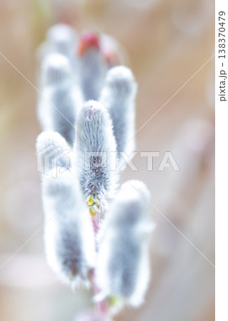 家の周りの草花 四季の色々 里山の水辺に早春の朝日を浴びて輝く そうしゅう 家の周りの草花 四季の色々 里山の水辺に早春の朝日を浴びて輝く そうしゅう 138370479