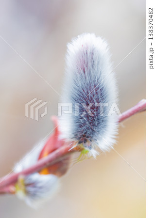 家の周りの草花　四季の色々　里山の水辺に早春の朝日を浴びて輝く　そうしゅう 138370482