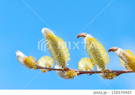 家の周りの草花　四季の色々　里山の水辺に早春の朝日を浴びて輝く　そうしゅう 138370483