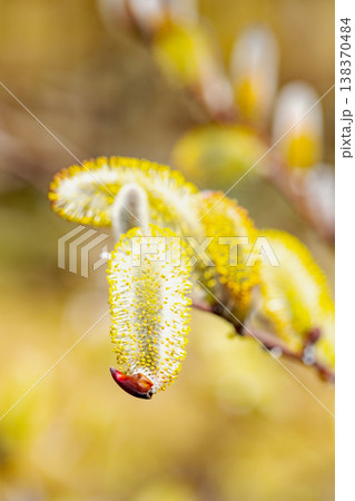 家の周りの草花　四季の色々　里山の水辺に早春の朝日を浴びて輝く　そうしゅう 138370484
