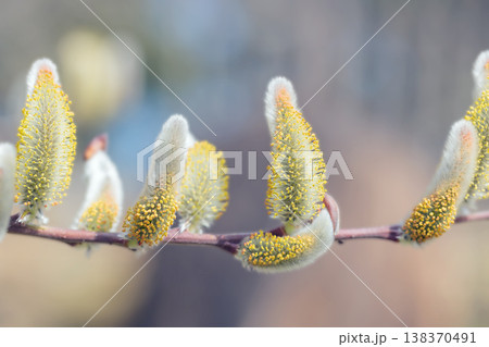 家の周りの草花 四季の色々 里山の水辺に早春の朝日を浴びて輝く そうしゅう 家の周りの草花 四季の色々 里山の水辺に早春の朝日を浴びて輝く そうしゅう 138370491