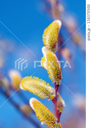 家の周りの草花 四季の色々 里山の水辺に早春の朝日を浴びて輝く そうしゅう 家の周りの草花 四季の色々 里山の水辺に早春の朝日を浴びて輝く そうしゅう 138370500