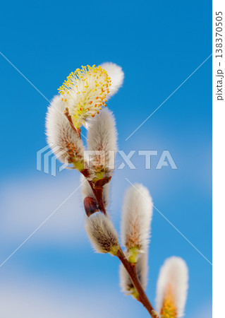 家の周りの草花 四季の色々 里山の水辺に早春の朝日を浴びて輝く そうしゅう 家の周りの草花 四季の色々 里山の水辺に早春の朝日を浴びて輝く そうしゅう 138370505