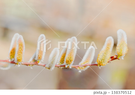 家の周りの草花　四季の色々　里山の水辺に早春の朝日を浴びて輝く　そうしゅう 138370512