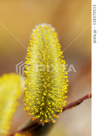 家の周りの草花 四季の色々 里山の水辺に早春の朝日を浴びて輝く そうしゅう 家の周りの草花 四季の色々 里山の水辺に早春の朝日を浴びて輝く そうしゅう 138370513