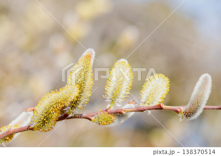 家の周りの草花 四季の色々 里山の水辺に早春の朝日を浴びて輝く そうしゅう 家の周りの草花 四季の色々 里山の水辺に早春の朝日を浴びて輝く そうしゅう 138370514