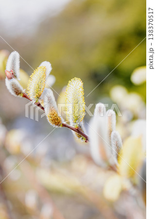 家の周りの草花 四季の色々 里山の水辺に早春の朝日を浴びて輝く そうしゅう 家の周りの草花 四季の色々 里山の水辺に早春の朝日を浴びて輝く そうしゅう 138370517