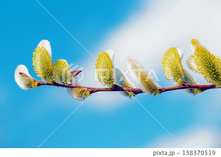 家の周りの草花　四季の色々　里山の水辺に早春の朝日を浴びて輝く　そうしゅう 138370519