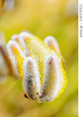 家の周りの草花 四季の色々 里山の水辺に早春の朝日を浴びて輝く そうしゅう 家の周りの草花 四季の色々 里山の水辺に早春の朝日を浴びて輝く そうしゅう 138370521