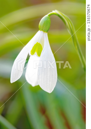家の周りの草花 四季の色々 早春のまだ早い時期公園の花壇に小さな白い花が美しく輝いています 家の周りの草花 四季の色々 早春のまだ早い時期公園の花壇に小さな白い花が美しく輝いています 138370674