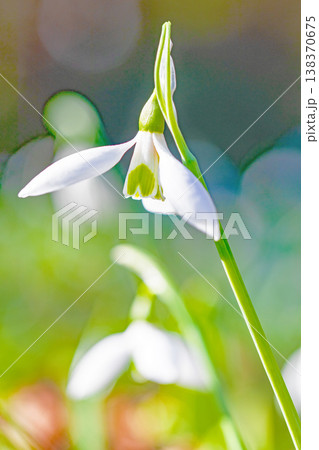 家の周りの草花 四季の色々 早春のまだ早い時期公園の花壇に小さな白い花が美しく輝いています 家の周りの草花 四季の色々 早春のまだ早い時期公園の花壇に小さな白い花が美しく輝いています 138370675
