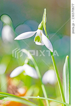 家の周りの草花 四季の色々 早春のまだ早い時期公園の花壇に小さな白い花が美しく輝いています 家の周りの草花 四季の色々 早春のまだ早い時期公園の花壇に小さな白い花が美しく輝いています 138370677