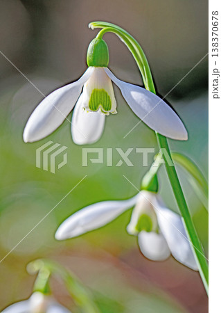 家の周りの草花 四季の色々 早春のまだ早い時期公園の花壇に小さな白い花が美しく輝いています 家の周りの草花 四季の色々 早春のまだ早い時期公園の花壇に小さな白い花が美しく輝いています 138370678