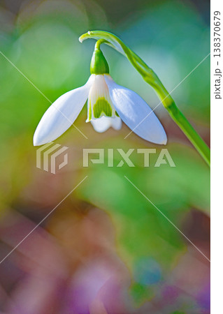 家の周りの草花 四季の色々 早春のまだ早い時期公園の花壇に小さな白い花が美しく輝いています 家の周りの草花 四季の色々 早春のまだ早い時期公園の花壇に小さな白い花が美しく輝いています 138370679