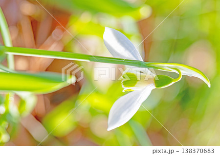 家の周りの草花　四季の色々　早春のまだ早い時期公園の花壇に小さな白い花が美しく輝いています 138370683