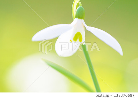 家の周りの草花 四季の色々 早春のまだ早い時期公園の花壇に小さな白い花が美しく輝いています 家の周りの草花 四季の色々 早春のまだ早い時期公園の花壇に小さな白い花が美しく輝いています 138370687