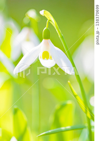 家の周りの草花 四季の色々 早春のまだ早い時期公園の花壇に小さな白い花が美しく輝いています 家の周りの草花 四季の色々 早春のまだ早い時期公園の花壇に小さな白い花が美しく輝いています 138370699