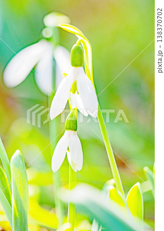 家の周りの草花 四季の色々 早春のまだ早い時期公園の花壇に小さな白い花が美しく輝いています 家の周りの草花 四季の色々 早春のまだ早い時期公園の花壇に小さな白い花が美しく輝いています 138370702