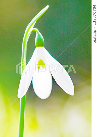 家の周りの草花　四季の色々　早春のまだ早い時期公園の花壇に小さな白い花が美しく輝いています 138370704
