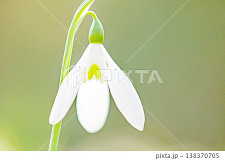 家の周りの草花 四季の色々 早春のまだ早い時期公園の花壇に小さな白い花が美しく輝いています 家の周りの草花 四季の色々 早春のまだ早い時期公園の花壇に小さな白い花が美しく輝いています 138370705