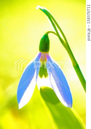 家の周りの草花 四季の色々 早春のまだ早い時期公園の花壇に小さな白い花が美しく輝いています 家の周りの草花 四季の色々 早春のまだ早い時期公園の花壇に小さな白い花が美しく輝いています 138370711