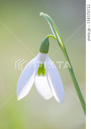 家の周りの草花　四季の色々　早春のまだ早い時期公園の花壇に小さな白い花が美しく輝いています 138370712