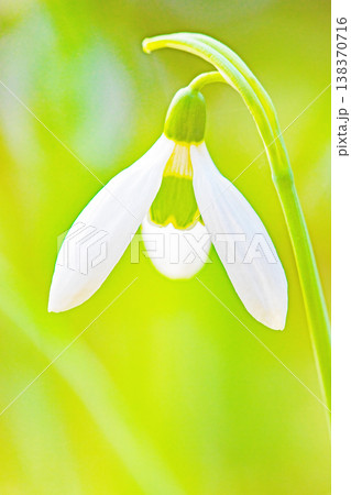 家の周りの草花　四季の色々　早春のまだ早い時期公園の花壇に小さな白い花が美しく輝いています 138370716