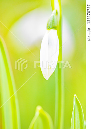 家の周りの草花 四季の色々 早春のまだ早い時期公園の花壇に小さな白い花が美しく輝いています 家の周りの草花 四季の色々 早春のまだ早い時期公園の花壇に小さな白い花が美しく輝いています 138370727