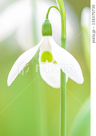 家の周りの草花 四季の色々 早春のまだ早い時期公園の花壇に小さな白い花が美しく輝いています 家の周りの草花 四季の色々 早春のまだ早い時期公園の花壇に小さな白い花が美しく輝いています 138370730