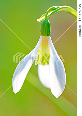 家の周りの草花　四季の色々　早春のまだ早い時期公園の花壇に小さな白い花が美しく輝いています 138370739