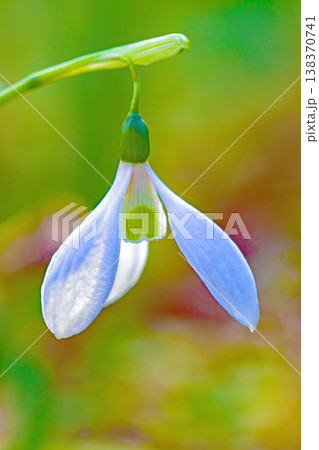 家の周りの草花　四季の色々　早春のまだ早い時期公園の花壇に小さな白い花が美しく輝いています 138370741