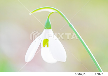 家の周りの草花 四季の色々 早春のまだ早い時期公園の花壇に小さな白い花が美しく輝いています 家の周りの草花 四季の色々 早春のまだ早い時期公園の花壇に小さな白い花が美しく輝いています 138370746